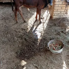 ÖKÜZÇE
