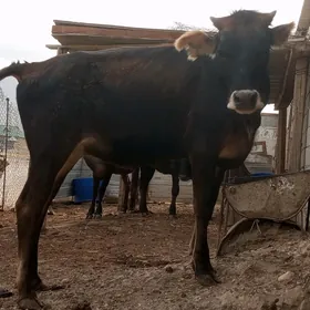 Гачар