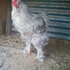 horaz