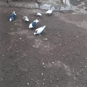 kepderi