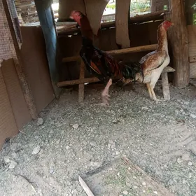 horaz