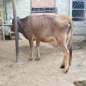 sygyr