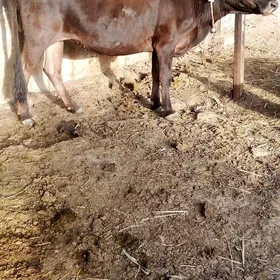 gysyr sygyr