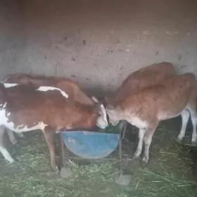 Gulajynlar