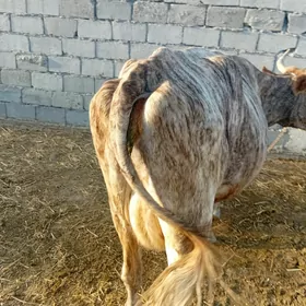 goleli sygyr
