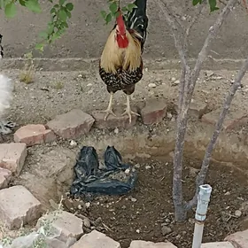 ýaş türkmen horaz