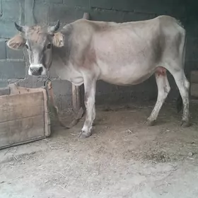 göleli sygyr