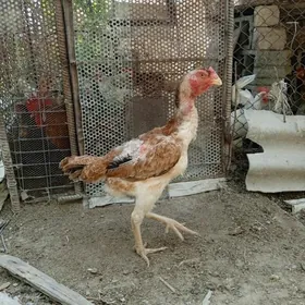 Taşkent mäki