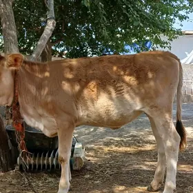 TÜWE 7 AÝLYK