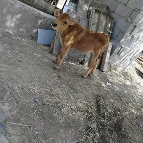 okuzce