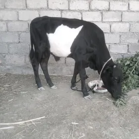 öküzçe