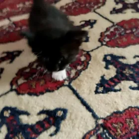 pişik