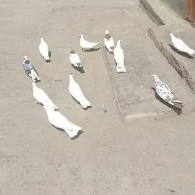 kepderi