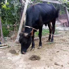 Öküz Şiwet Tohum 11 aýyň içi
