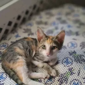 Котенок