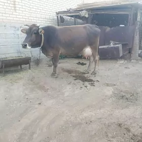 GÖLELI SYGYR