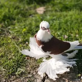 kepderi