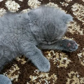 шотландский вислоухий котенок