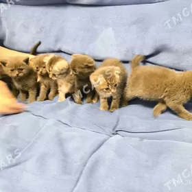 Шотландские Котята