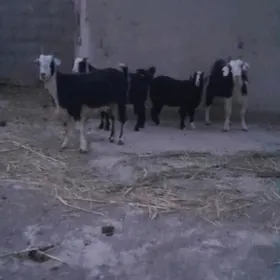 Owlokly gecı