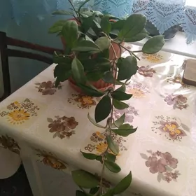 Домашние цветы