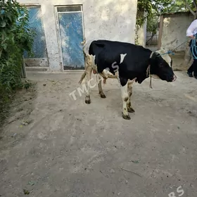 Ala okuz originalniy