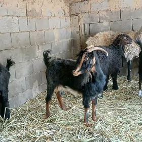 geci