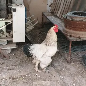 Brama Horaz