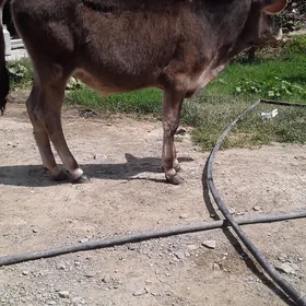 şwes tüwe