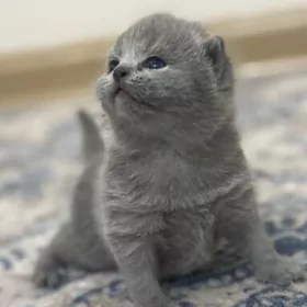 Шотландцы
