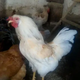 horaz