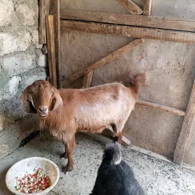 Geçi