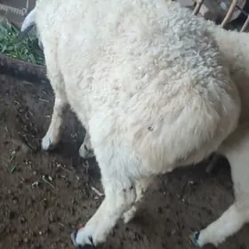 goyunlar