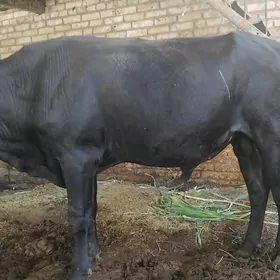Окуз