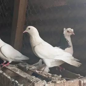kepderi
