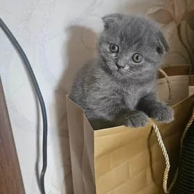 шотландские вислоухие котята