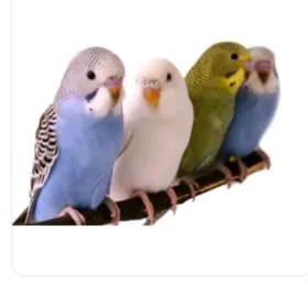 попугай