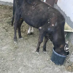 öküz