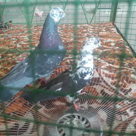 kepder