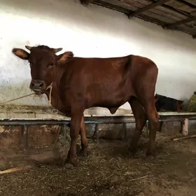 Semiz Tüwe