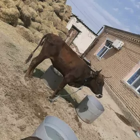 тувелер