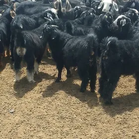 Geçi çewiş