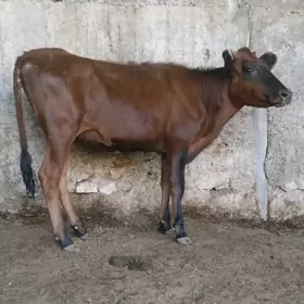 ŠWES TUWE