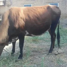 ýetik Bogaz sygyr