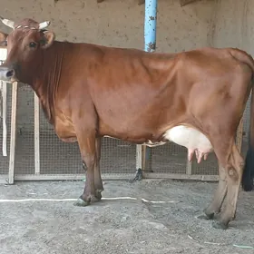 goleli