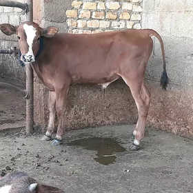 öküz