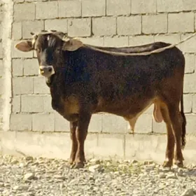 ÖKÜZLER