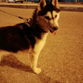 хаски