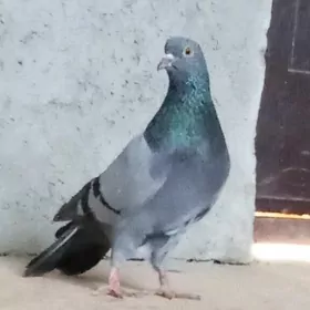 kepderi