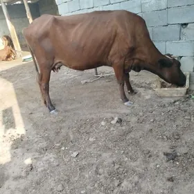 goleli sygyr